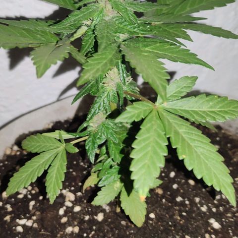Purple Bud Auto growlog timeline photo