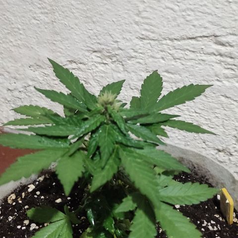 Purple Bud Auto growlog timeline photo