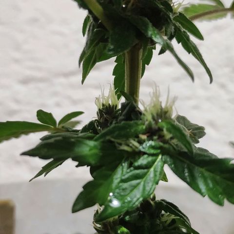 Purple Bud Auto growlog timeline photo