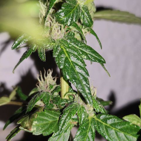 Purple Bud Auto growlog timeline photo