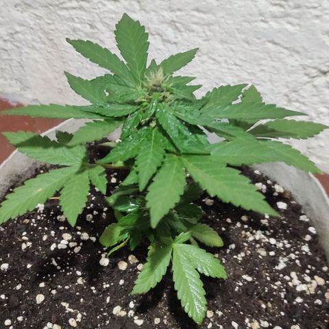 Purple Bud Auto growlog timeline photo