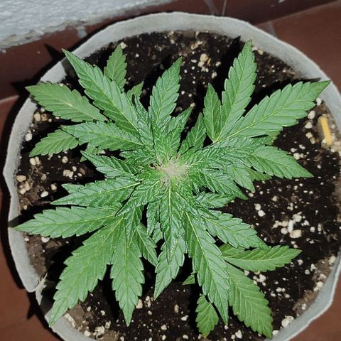 Purple Bud Auto growlog timeline photo
