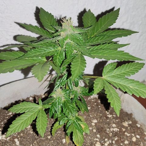 Purple Bud Auto growlog timeline photo