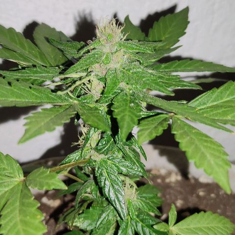 Purple Bud Auto growlog timeline photo