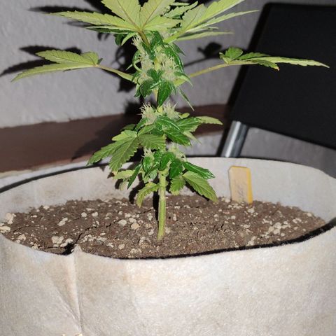 Purple Bud Auto growlog timeline photo