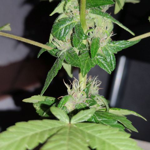 Purple Bud Auto growlog timeline photo