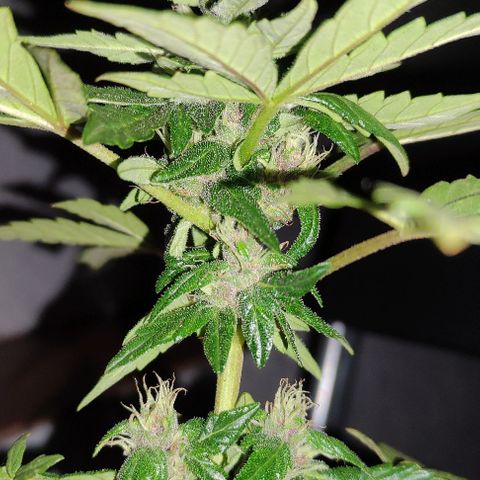 Purple Bud Auto growlog timeline photo