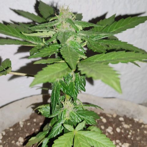 Purple Bud Auto growlog timeline photo