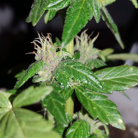 Purple Bud Auto growlog timeline photo