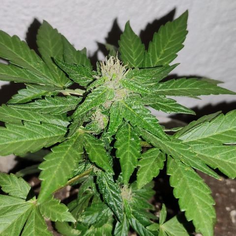 Purple Bud Auto growlog timeline photo