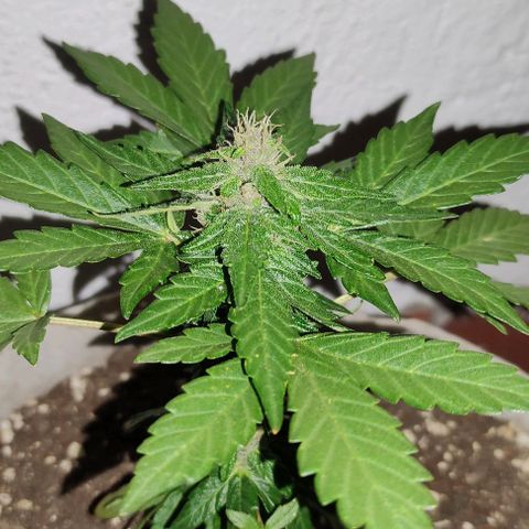 Purple Bud Auto growlog timeline photo