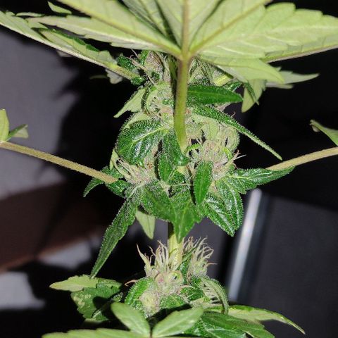 Purple Bud Auto growlog timeline photo