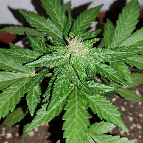 Purple Bud Auto growlog timeline photo