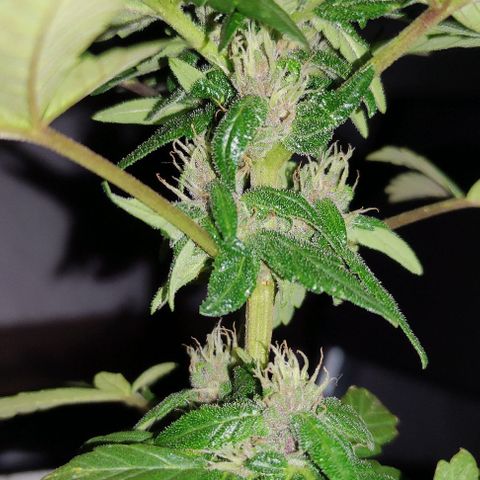 Purple Bud Auto growlog timeline photo