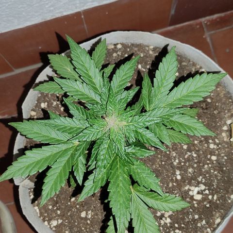 Purple Bud Auto growlog timeline photo
