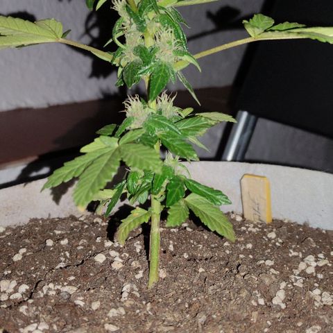 Purple Bud Auto growlog timeline photo
