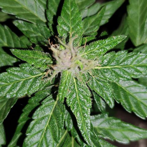 Purple Bud Auto growlog timeline photo