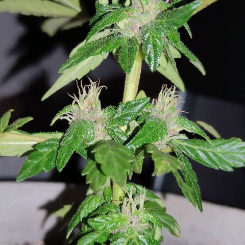 Purple Bud Auto growlog timeline photo