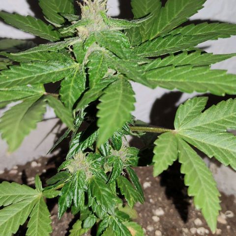 Purple Bud Auto growlog timeline photo