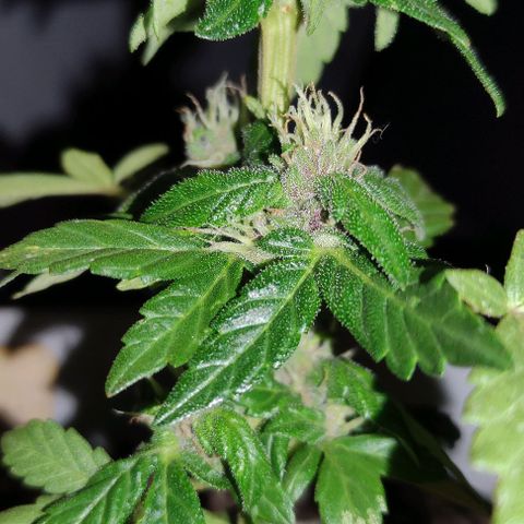 Purple Bud Auto growlog timeline photo
