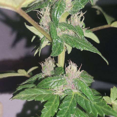Purple Bud Auto growlog timeline photo