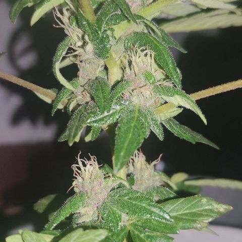 Purple Bud Auto growlog timeline photo