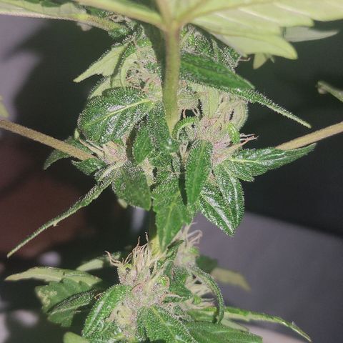 Purple Bud Auto growlog timeline photo