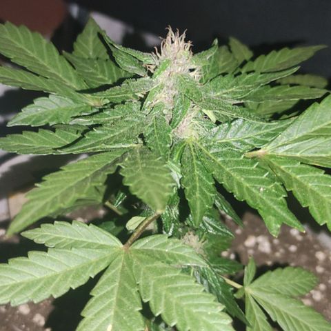 Purple Bud Auto growlog timeline photo