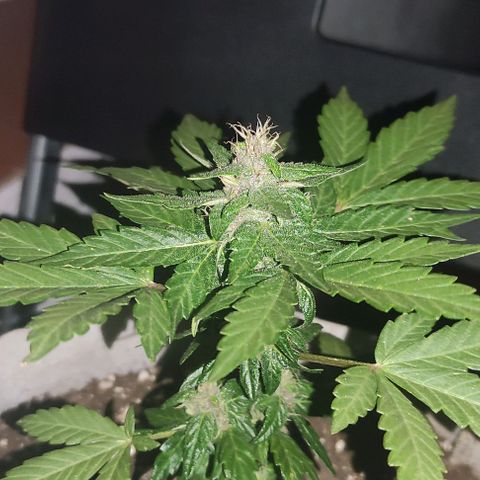 Purple Bud Auto growlog timeline photo
