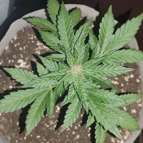 Purple Bud Auto growlog timeline photo