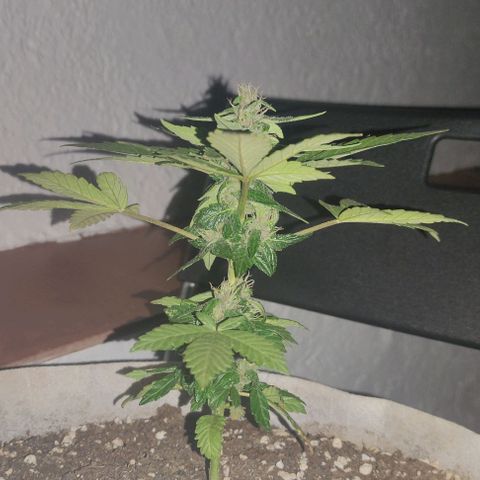 Purple Bud Auto growlog timeline photo