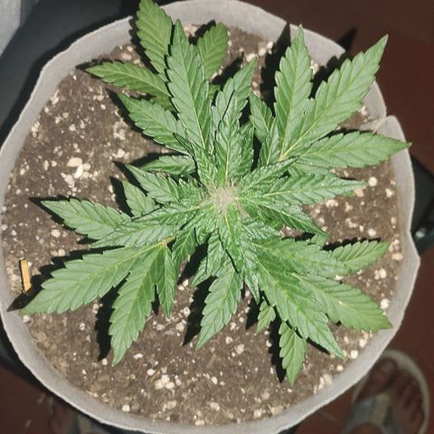Purple Bud Auto growlog timeline photo