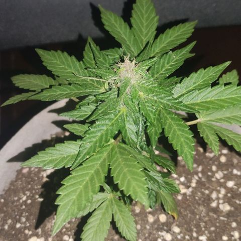 Purple Bud Auto growlog timeline photo