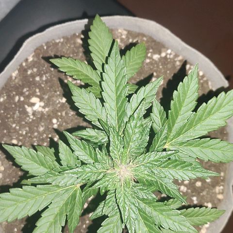 Purple Bud Auto growlog timeline photo