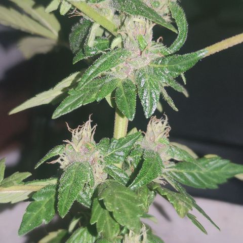 Purple Bud Auto growlog timeline photo