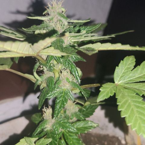 Purple Bud Auto growlog timeline photo