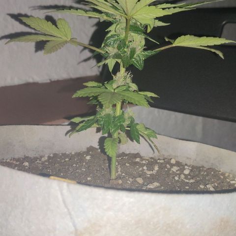 Purple Bud Auto growlog timeline photo