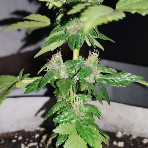 Purple Bud Auto growlog timeline photo