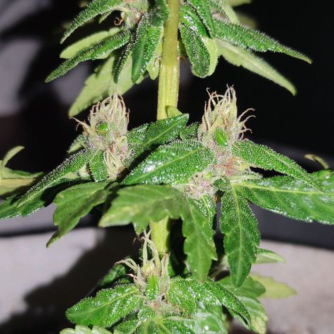 Purple Bud Auto growlog timeline photo
