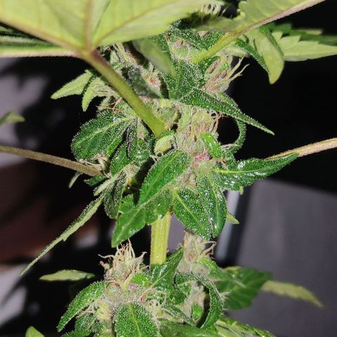 Purple Bud Auto growlog timeline photo
