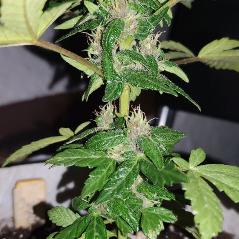 Purple Bud Auto growlog timeline photo