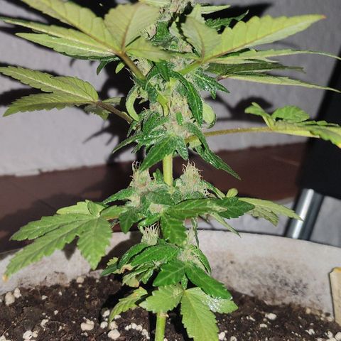 Purple Bud Auto growlog timeline photo