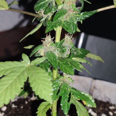 Purple Bud Auto growlog timeline photo