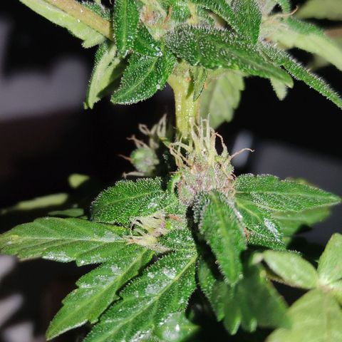 Purple Bud Auto growlog timeline photo