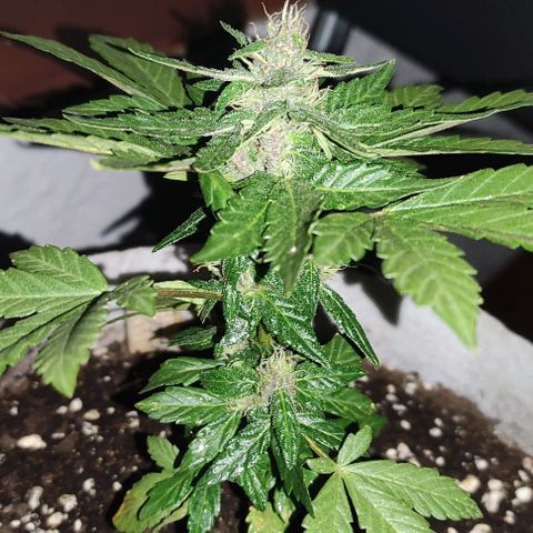Purple Bud Auto growlog timeline photo