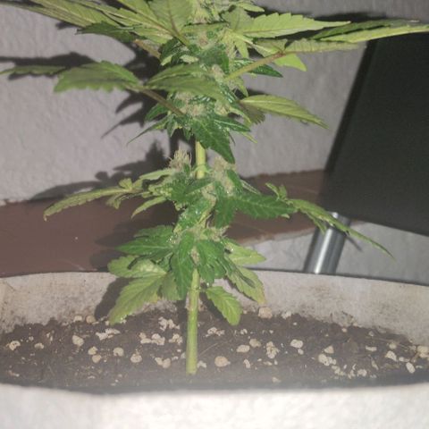 Purple Bud Auto growlog timeline photo