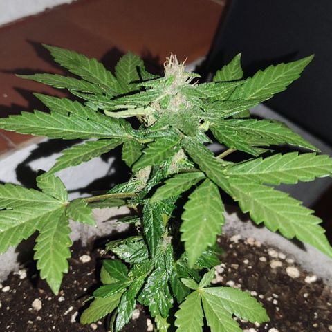 Purple Bud Auto growlog timeline photo