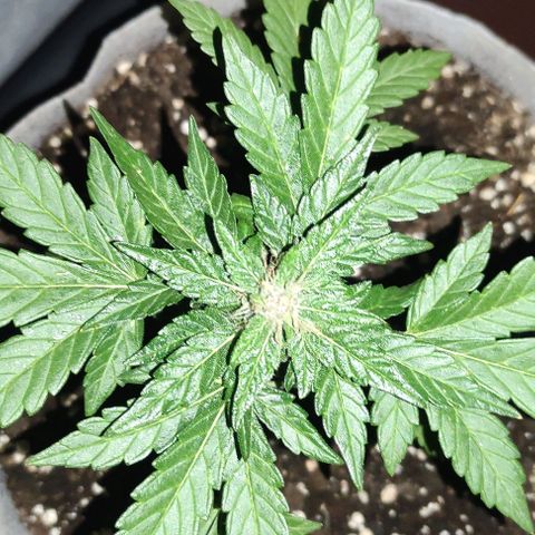 Purple Bud Auto growlog timeline photo