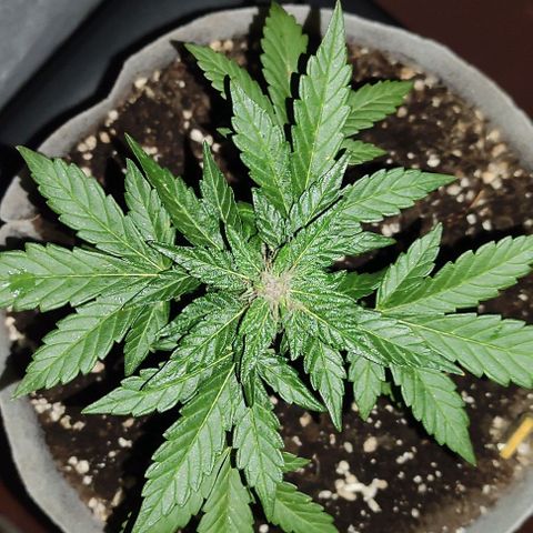 Purple Bud Auto growlog timeline photo