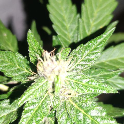 Purple Bud Auto growlog timeline photo